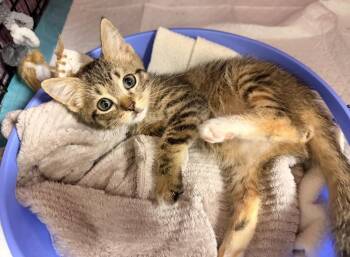Pepita -  Domestic Short Hair Cat for Adoption in Batesville, Arkansas - Pepita | PetCurious