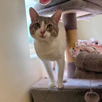 Domestic Short Hair Cats Available for Adoption in Naperville, Illinois - Jasper | PetCurious