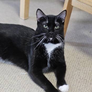 Sibzamini -  Domestic Short Hair Cat for Adoption in Houston, Texas - Sibzamini | PetCurious