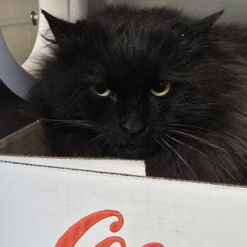 Domestic Long Hair Cats Available for Adoption - Merlin | PetCurious