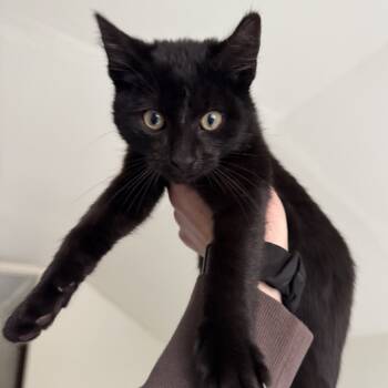 Rescue Domestic Short Hair Cats for Adoption in Rochester, Minnesota - FOUND HARMONY 2 | PetCurious