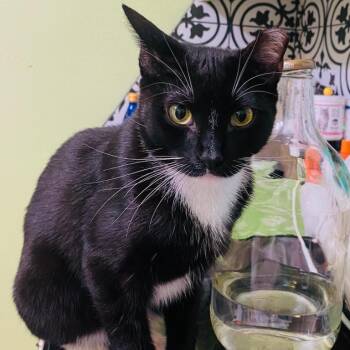 Domestic Short Hair Cats Available for Adoption in Waco, Texas - Tini | PetCurious