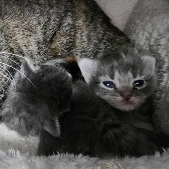 Laura -  Domestic Short Hair Cat Available for Adoption in Dixon, Illinois - Laura | PetCurious