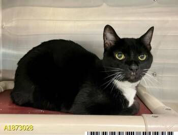 ANDREA -  Domestic Short Hair Cat for Adoption in West Palm Beach, Florida - ANDREA | PetCurious