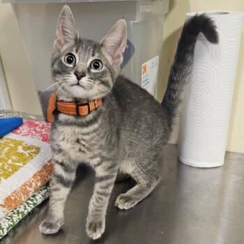 Mowgli -  Domestic Short Hair Cat for Adoption in Walden, New York - Mowgli | PetCurious