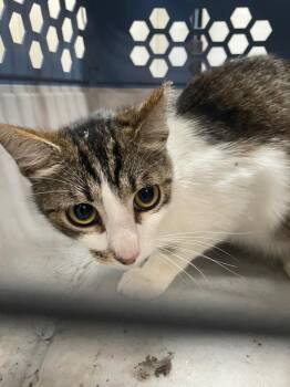 Chama -  Domestic Short Hair Cat for Adoption in Chico, California - Chama | PetCurious
