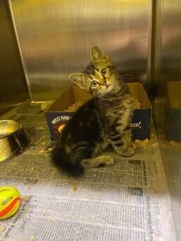 Chicken Scratch -  Domestic Short Hair Cat for Adoption in Jackson, Tennessee - Chicken Scratch | PetCurious