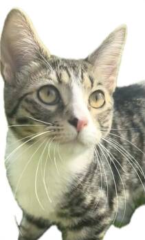 Jackie -  Domestic Long Hair Cat for Adoption in Cromwell, Kentucky - Jackie | PetCurious