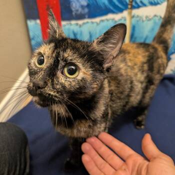 Domestic Short Hair Cats Available for Adoption in Long Beach, California - Maya Tres | PetCurious