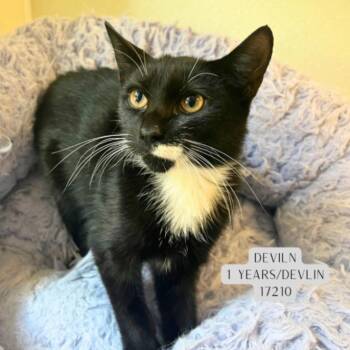 Devlin -  Domestic Short Hair Cat for Adoption - Devlin | PetCurious