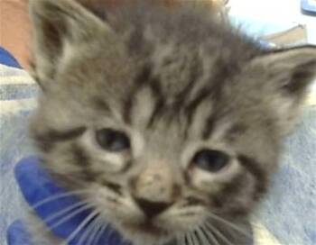 Domestic Medium Hair Cats Available for Adoption in Dallas, Texas - MAHITO | PetCurious