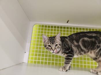 Rescue Domestic Short Hair Cats for Adoption in Fort Lupton, Colorado - Nuts | PetCurious