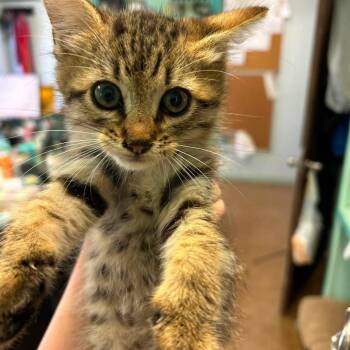 Banshee -  Domestic Short Hair Cat for Adoption in Madill, Oklahoma - Banshee | PetCurious