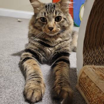 Rescue Domestic Medium Hair Cats for Adoption in Ashland, Massachusetts - Remy | PetCurious