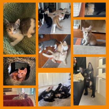 Rescue Tabby Cats for Adoption in Phoenix, Arizona - Kittens Of SCKR June 2025 | PetCurious