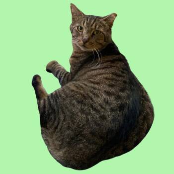 Tater -  Domestic Short Hair Cat for Adoption in Blue Ridge, Georgia - Tater | PetCurious