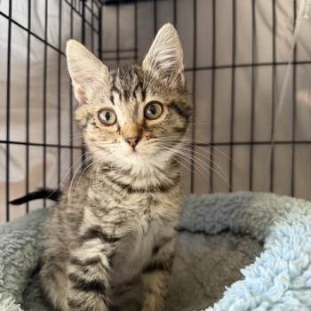 Sea Hawk -  Domestic Short Hair Cat for Adoption in Rochester, Washington - Sea Hawk | PetCurious