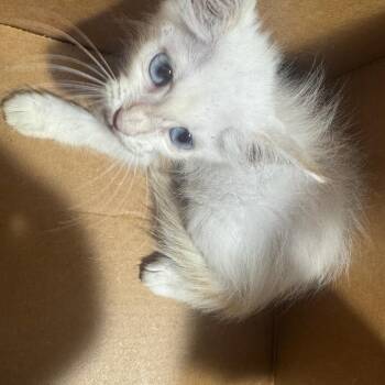 Crystal -  Domestic Short Hair Cat for Adoption in Tampa, Florida - Crystal | PetCurious