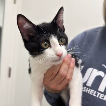 Rescue Domestic Short Hair Cats for Adoption in Cumming, Georgia - Jennie | PetCurious