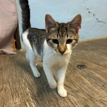Domestic Short Hair Cats Available for Adoption in Knoxville, Tennessee - Garnet | PetCurious