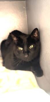 Jinxy -  Domestic Short Hair Cat for Adoption in Salem, New Hampshire - Jinxy | PetCurious