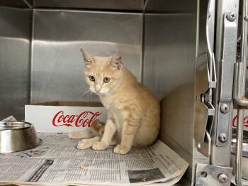 Domestic Short Hair Cats Available for Adoption in Jackson, Tennessee - Maddox | PetCurious