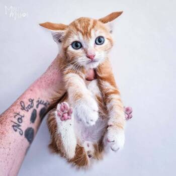 Florin -  Domestic Short Hair Cat for Adoption in Spokane, Washington - Florin | PetCurious