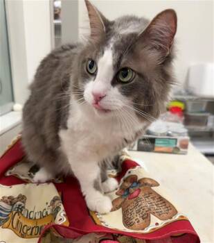 NALA -  Domestic Medium Hair Cat for Adoption in Baytown, Texas - NALA | PetCurious