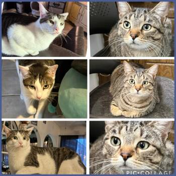 Tabby Cats Available for Adoption - WAFFLE | PetCurious