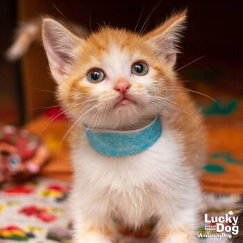 Domestic Short Hair Cats Available for Adoption in Washington, District Of Columbia - Redondo | PetCurious