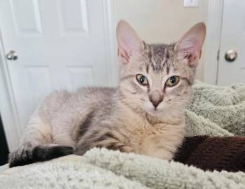 Aphrodite -  Tabby Cat for Adoption in Arlington, Texas - Aphrodite | PetCurious