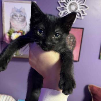 Rescue Domestic Short Hair Cats for Adoption in Chattanooga, Tennessee - John Lennon | PetCurious