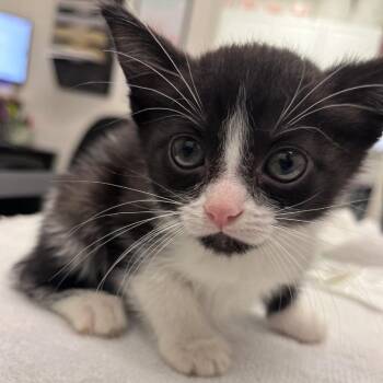 Domestic Short Hair Cats Available for Adoption in Gloucester, Virginia - Childlike Empress | PetCurious