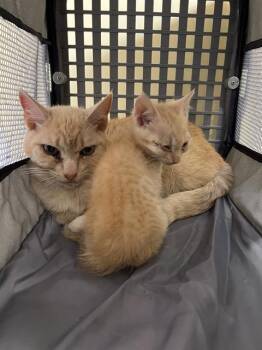 KIM -  Domestic Short Hair Cat for Adoption in Tustin, California - KIM | PetCurious