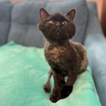 Domestic Long Hair and Persian Cats Available for Adoption - Gideon | PetCurious