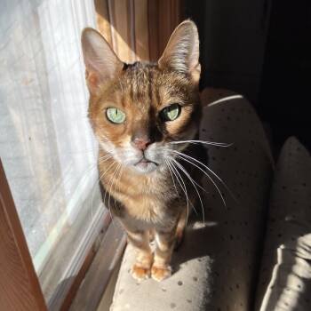 Loki -  Bengal Cat for Adoption in Granville, Ohio - Loki | PetCurious