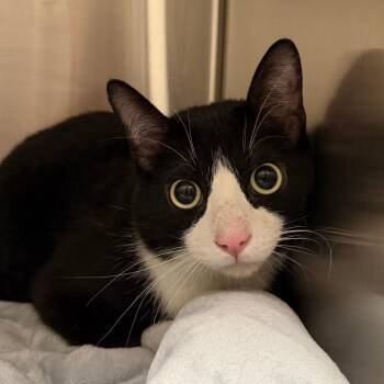 Phobus -  Domestic Short Hair Cat for Adoption in Cody, Wyoming - Phobus | PetCurious