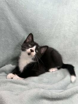 Twizzler -  Tuxedo Cat for Adoption in Tavares, Florida - Twizzler | PetCurious