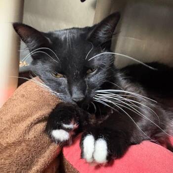 Domestic Short Hair Cats Available for Adoption - Fran | PetCurious