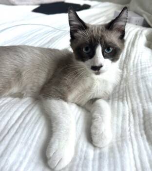 DAX -  Domestic Short Hair Cat for Adoption in Burbank, California - DAX | PetCurious