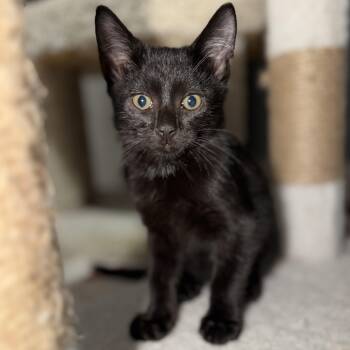 Shadow -  Domestic Short Hair and Bombay Cat for Adoption in UNIVERSITY PA, Maryland - Shadow | PetCurious