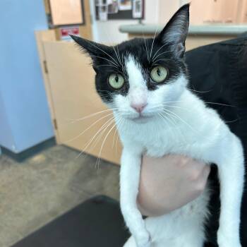 Truffle -  Domestic Short Hair Cat for Adoption in Lindon, Utah - Truffle | PetCurious