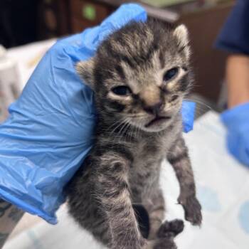 Hulu -  Domestic Short Hair Cat for Adoption in Summerville, South Carolina - Hulu | PetCurious