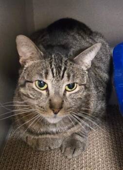 Tabby Cats Available for Adoption - Danni | PetCurious