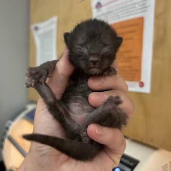 Brave -  Domestic Medium Hair Cat for Adoption in Chattanooga, Tennessee - Brave | PetCurious
