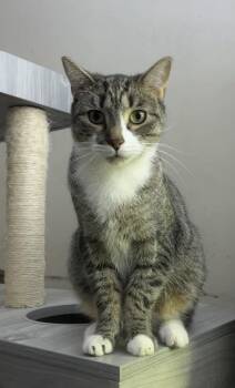 Rescue American Shorthair Cats for Adoption - Rocky | PetCurious