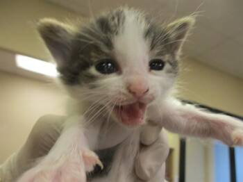 CHERRY -  Domestic Short Hair Cat for Adoption in Ocala, Florida - CHERRY | PetCurious