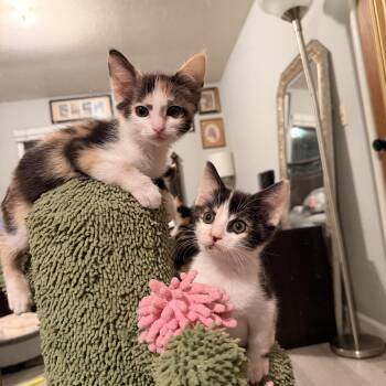 Pancake and Waffle -  Domestic Short Hair Cat for Adoption in Davis, California - Pancake And Waffle | PetCurious