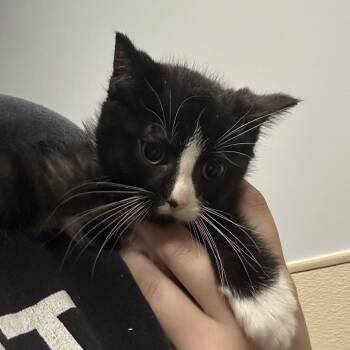 Jigsaw -  Domestic Short Hair Cat for Adoption in Clavet, Saskatchewan - Jigsaw | PetCurious