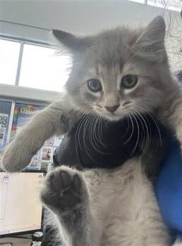 MOSS -  Domestic Medium Hair Cat for Adoption in Dallas, Texas - MOSS | PetCurious